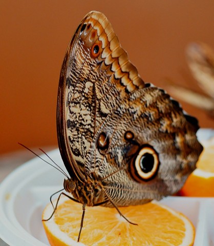 ***
Фотограф: Сергей Буркацкий

Просмотров: 626
Комментариев: 0