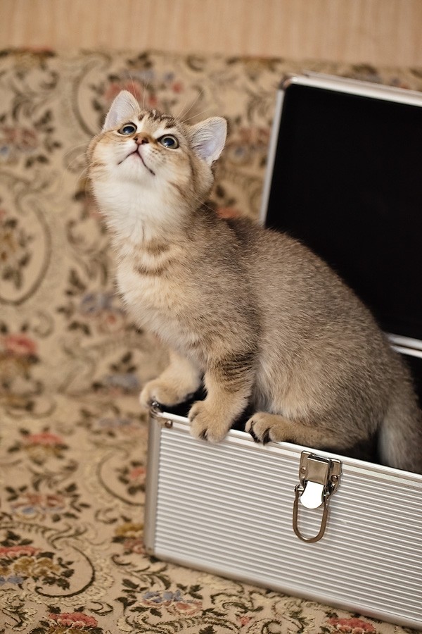 IMG_3766

Просмотров: 1033
Комментариев: 0