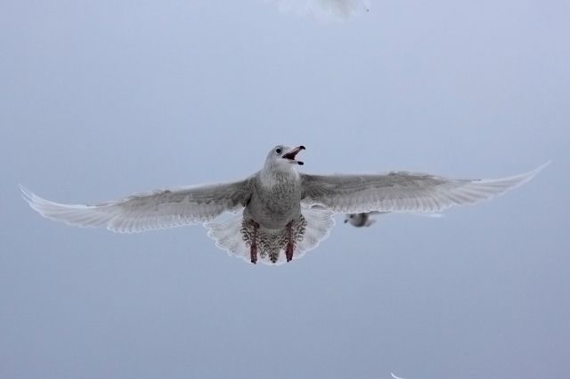 Чайка
Фотограф: Elektric

Просмотров: 6756
Комментариев: 1