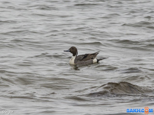 шилохвость

Просмотров: 872
Комментариев: 0