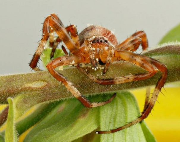 DSC02303
Фотограф: Сергей Буркацкий

Просмотров: 474
Комментариев: 3