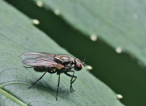 DSC07484
Фотограф: Сергей Буркацкий

Просмотров: 489
Комментариев: 0