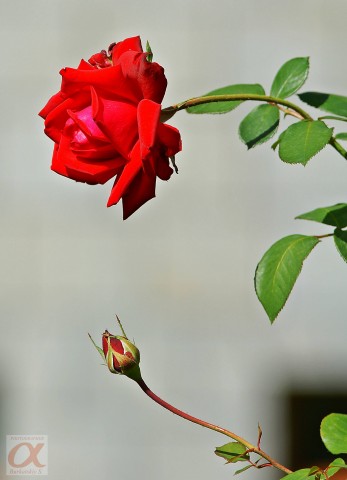 ***
Фотограф: Сергей Буркацкий

Просмотров: 1260
Комментариев: 0