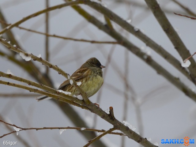 овсянка

Просмотров: 331
Комментариев: 0