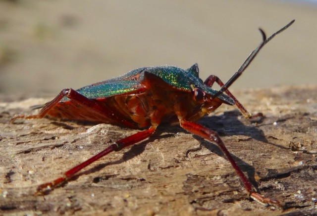 DSC06744
Фотограф: Сергей Буркацкий

Просмотров: 916
Комментариев: 0