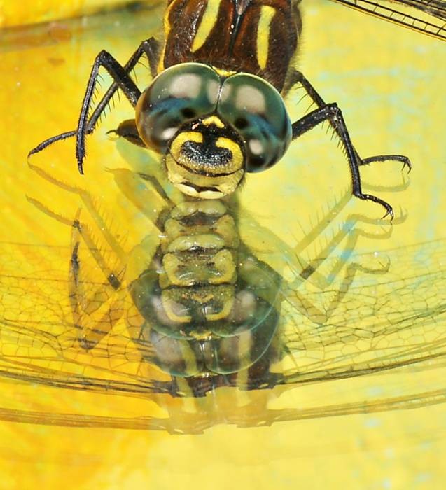 Фото 791
Фотограф: Сергей Буркацкий

Просмотров: 395
Комментариев: 0