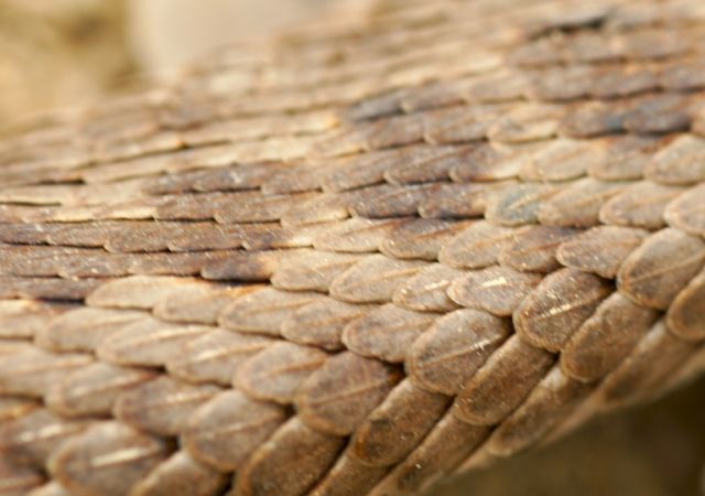 Кожа
Фотограф: Сергей Буркацкий

Просмотров: 1386
Комментариев: 2