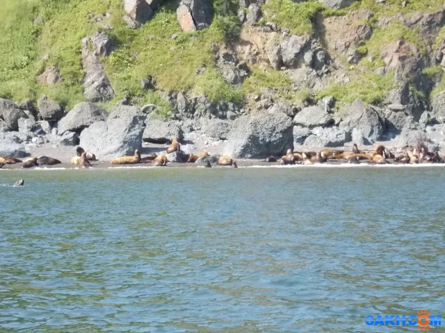 Сивучи на северо-восточном побережье, южнее мыса Делиль-де-ла-Кройера, 18.08.2015 г.

Просмотров: 4184
Комментариев: 0