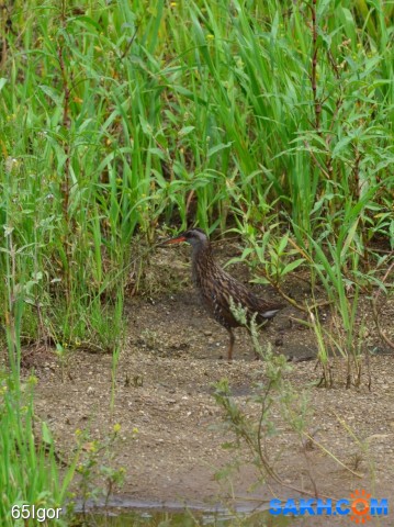 водяной пастушок
Охотское.

Просмотров: 762
Комментариев: 1