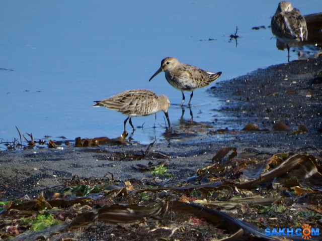 Чернозобики

Просмотров: 764
Комментариев: 0
