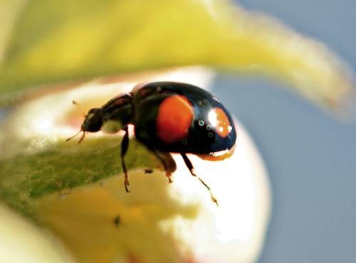 DSC05368
Фотограф: Сергей Буркацкий

Просмотров: 375
Комментариев: 0