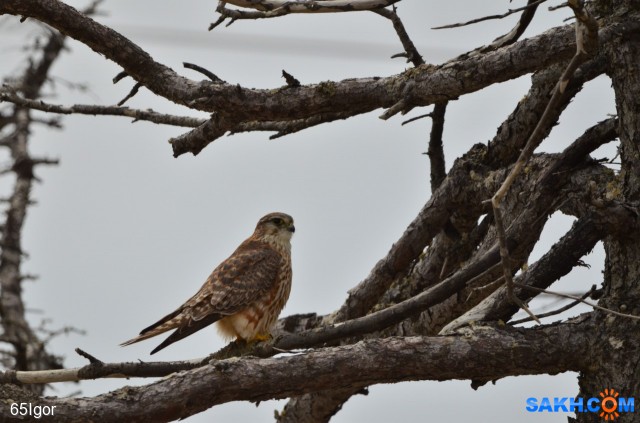 пустельга?

Просмотров: 804
Комментариев: 0