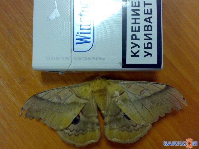 бабочка

Просмотров: 651
Комментариев: 1