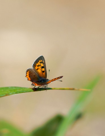***
Фотограф: Сергей Буркацкий

Просмотров: 726
Комментариев: 0