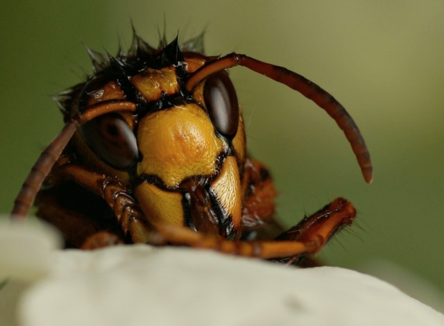 DSC00813
Фотограф: Сергей Буркацкий

Просмотров: 436
Комментариев: 0