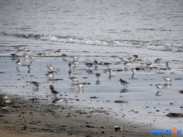 Чернозобики

Просмотров: 352
Комментариев: 0