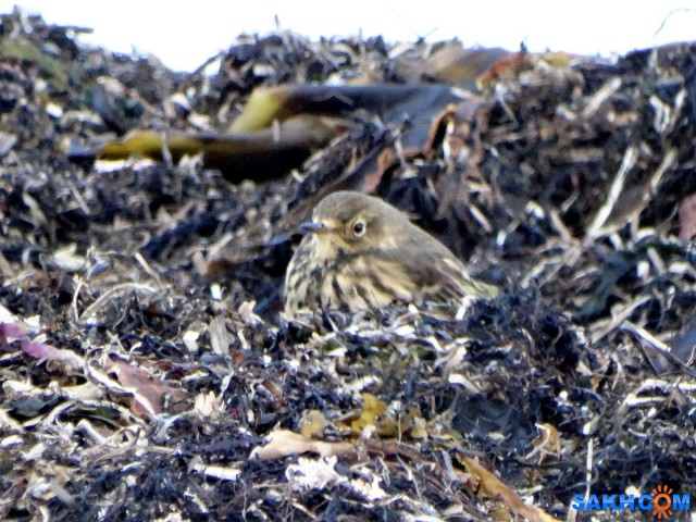 Гольцовый конек

Просмотров: 353
Комментариев: 0