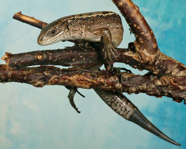 DSC02738
Фотограф: Сергей Буркацкий

Просмотров: 671
Комментариев: 0