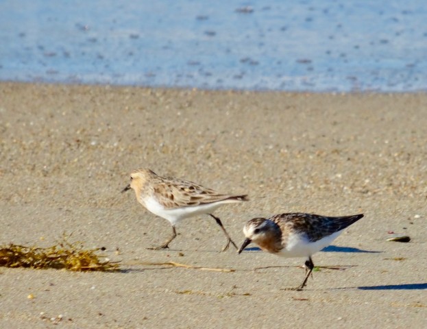 DSC04591
Фотограф: Сергей Буркацкий

Просмотров: 430
Комментариев: 0