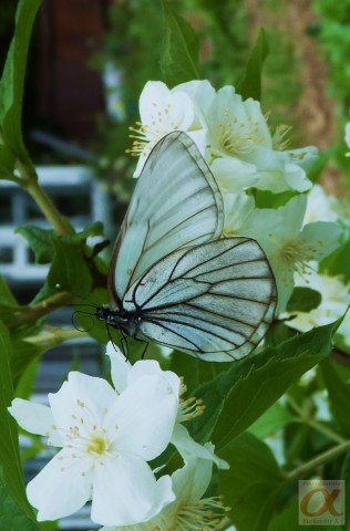 ***
Фотограф: Сергей Буркацкий

Просмотров: 833
Комментариев: 0