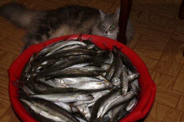 IMG_2780
В кота больше не лезет.
Просмотров: 1691
Комментариев: 0