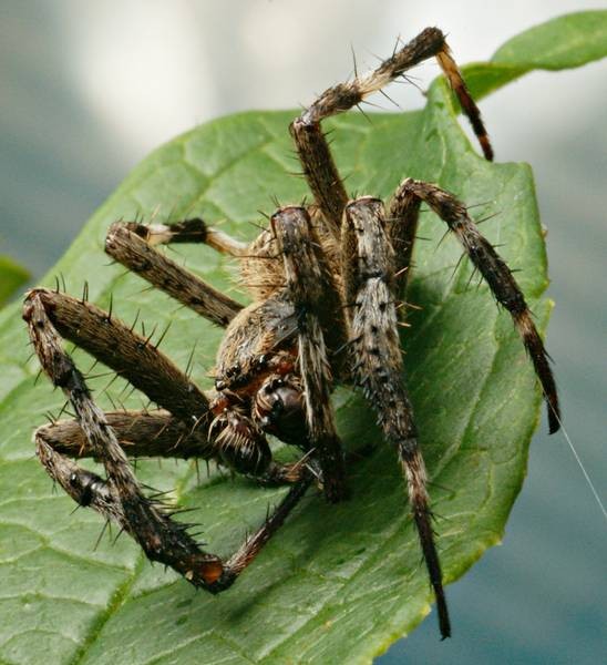 DSC02688
Фотограф: Сергей Буркацкий

Просмотров: 398
Комментариев: 0