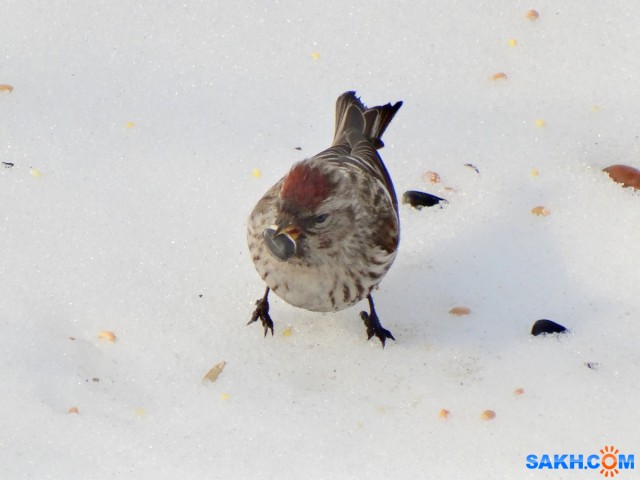 Чечетка

Просмотров: 726
Комментариев: 0