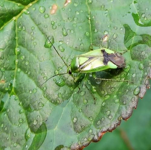 DSC03644
Фотограф: Сергей Буркацкий

Просмотров: 516
Комментариев: 0