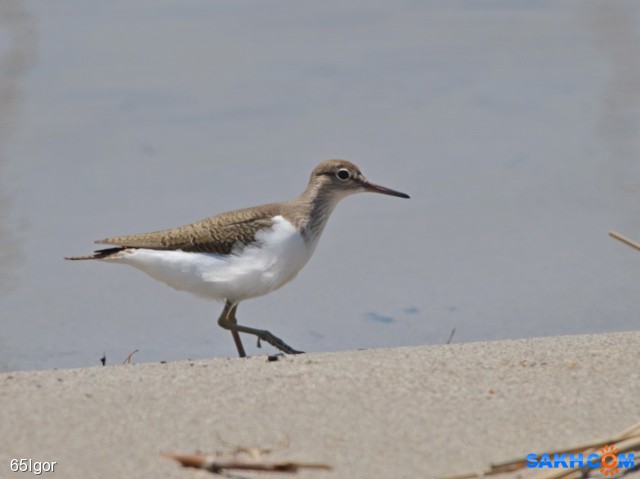 перевозчик кулик

Просмотров: 920
Комментариев: 0