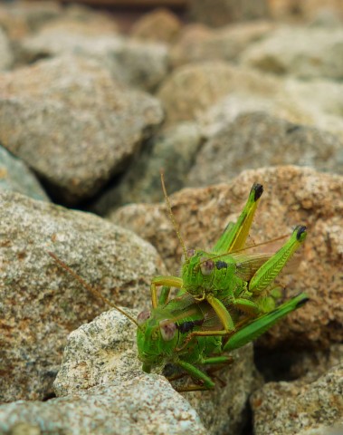 ***
Фотограф: Ирина Буркацкая

Просмотров: 639
Комментариев: 0