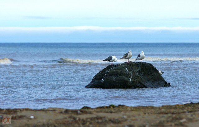 ***
Фотограф: Сергей Буркацкий

Просмотров: 1321
Комментариев: 0