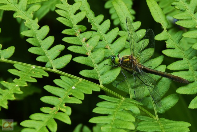 ***
Фотограф: Сергей Буркацкий

Просмотров: 737
Комментариев: 0