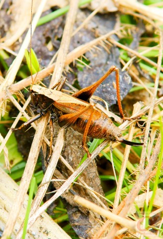 ***
Фотограф: Сергей Буркацкий

Просмотров: 717
Комментариев: 0