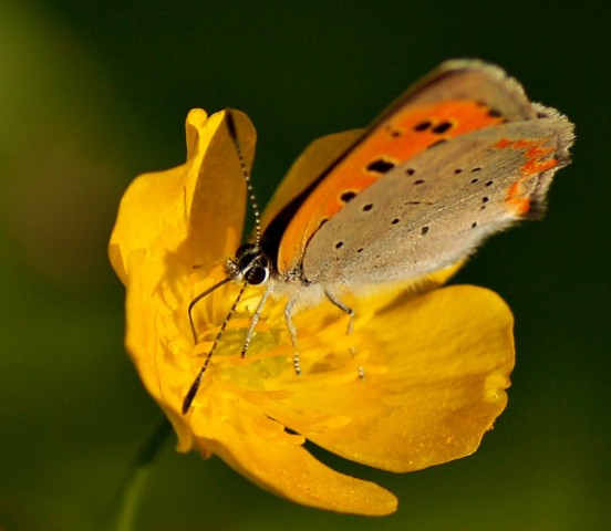 DSC00765
Фотограф: Сергей Буркацкий

Просмотров: 417
Комментариев: 0