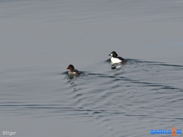 гоголей пара

Просмотров: 722
Комментариев: 0