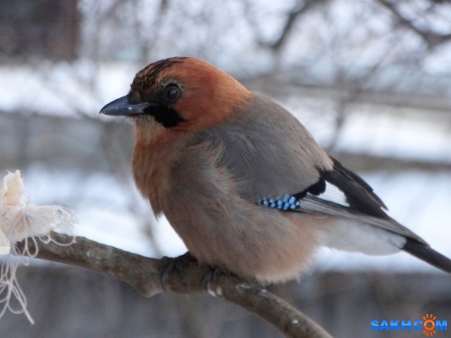 Сойка

Просмотров: 740
Комментариев: 0