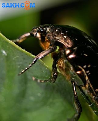 DSC05560
Фотограф: Сергей Буркацкий

Просмотров: 377
Комментариев: 0