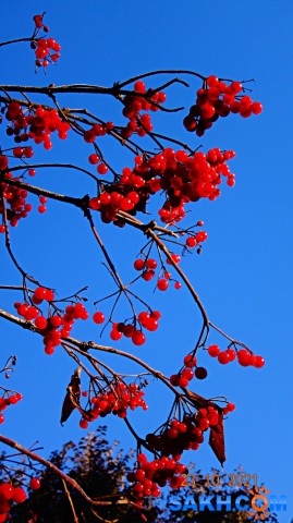 Калина.

Просмотров: 344
Комментариев: 0