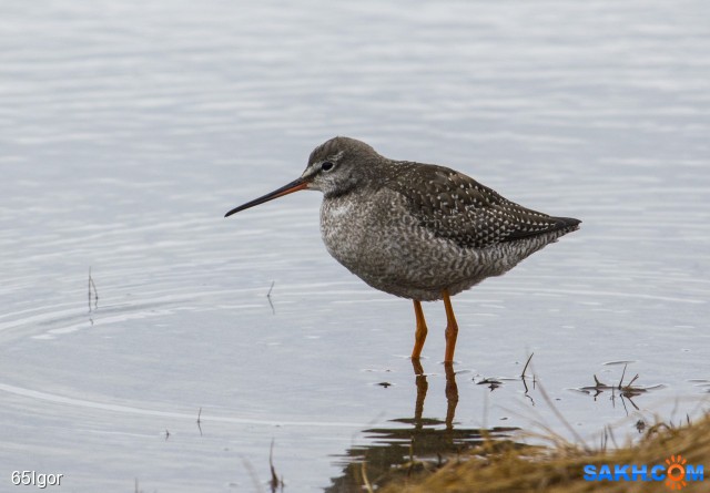 щёголь
охотское

Просмотров: 981
Комментариев: 1