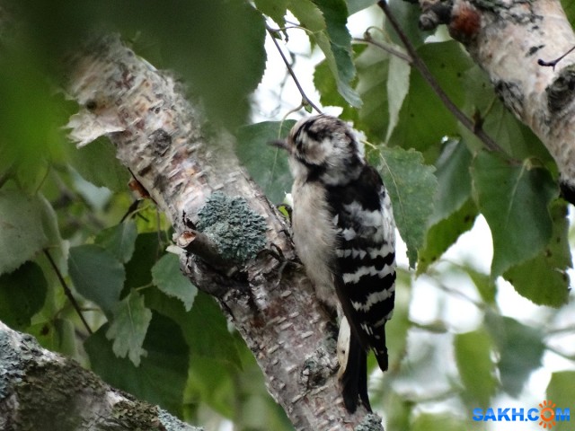 Малый пестрый дятел

Просмотров: 750
Комментариев: 3