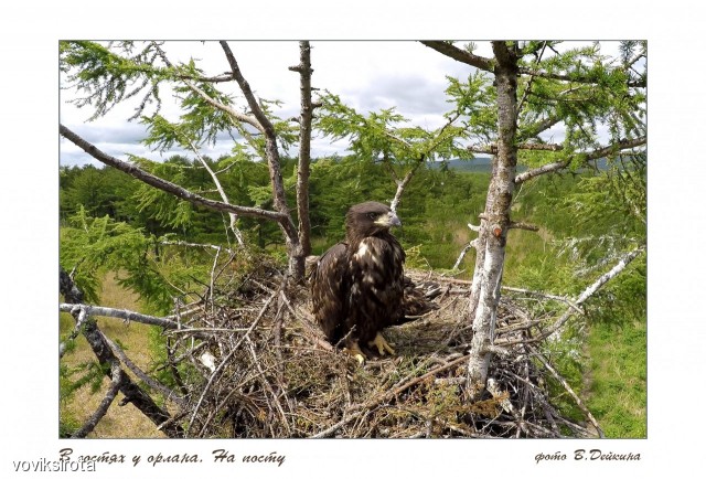 Дети взрослые
Фотограф: В.Дейкин

Просмотров: 3305
Комментариев: 4