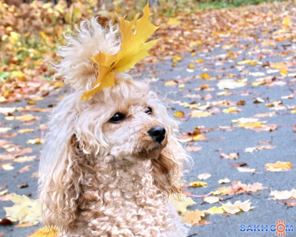 осень

Просмотров: 2345
Комментариев: 3