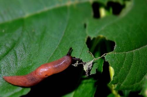 thumb_DSC04275_1024
Фотограф: Сергей Буркацкий

Просмотров: 506
Комментариев: 0