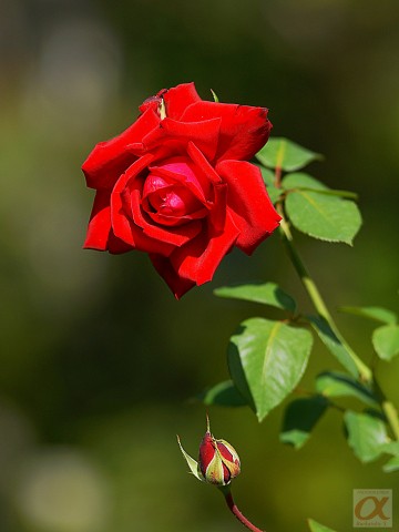 ***
Фотограф: Сергей Буркацкий

Просмотров: 1117
Комментариев: 0