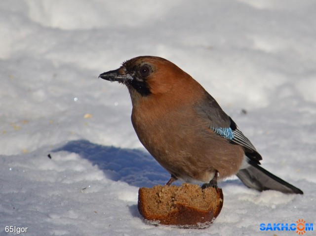 сойка
сойка и сайка

Просмотров: 1026
Комментариев: 0