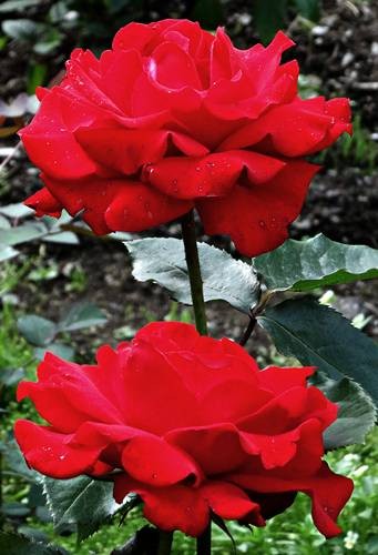 DSC00432
Фотограф: Сергей Буркацкий

Просмотров: 371
Комментариев: 0