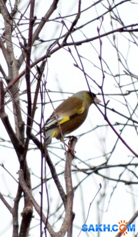 Прилетели китайские зеленушки

Просмотров: 829
Комментариев: 0