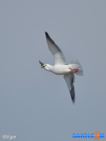 наважку словила

Просмотров: 491
Комментариев: 1