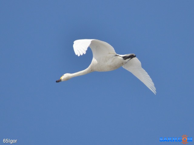 малый (тундровый) лебедь

Просмотров: 495
Комментариев: 0