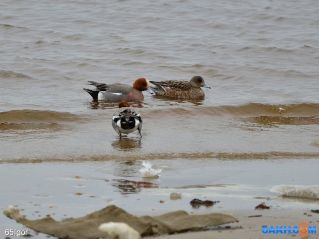 свиязи

Просмотров: 1130
Комментариев: 0